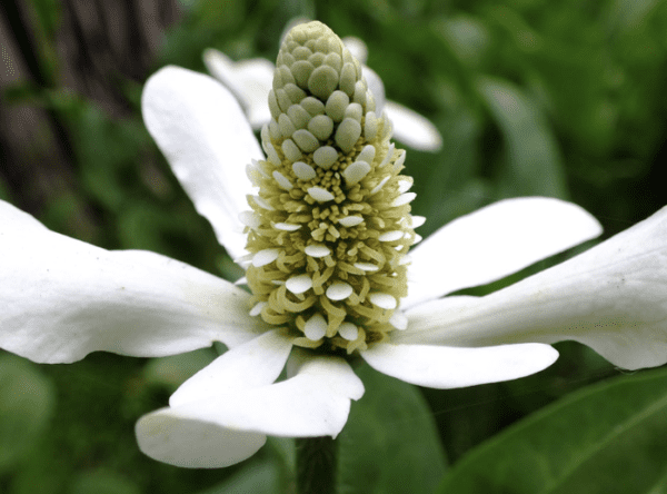 Yerba Mansa Plant (quart pot)